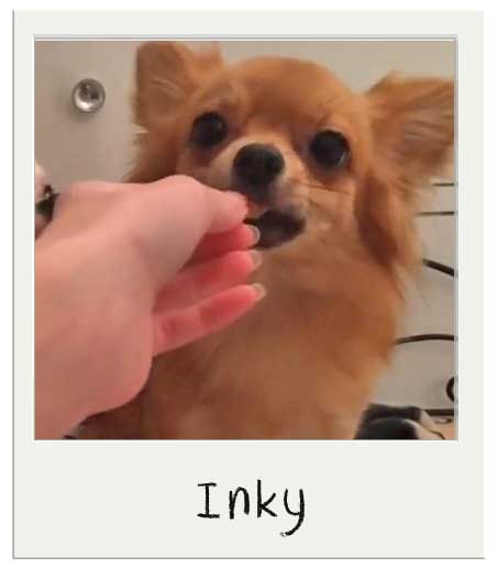 Inky aime nos biscuits pour chiens BIO Beurre de cacahuète